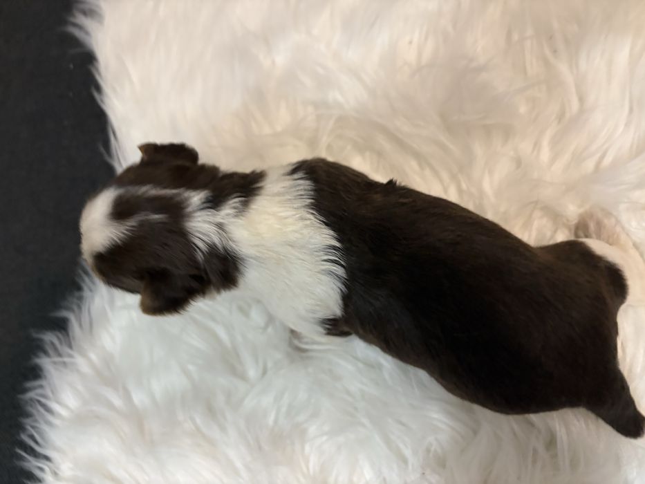 Do Rezerwacji Majlo Yorkshire Terier Brio