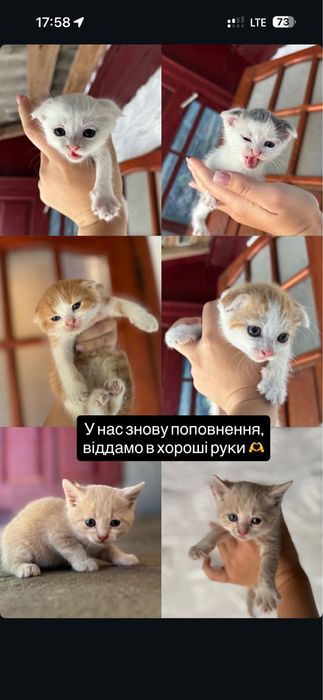 Котики безкоштовно