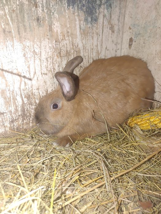 Продам молодих кроликів