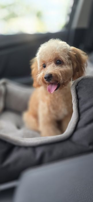 Cavapoo/ mały chłopczyk