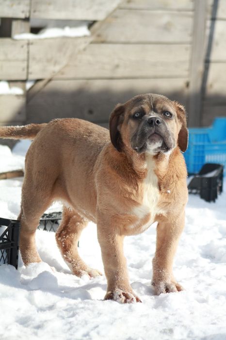 Супер широкая мощная девочка Норс Американ мастиф.  НАМ