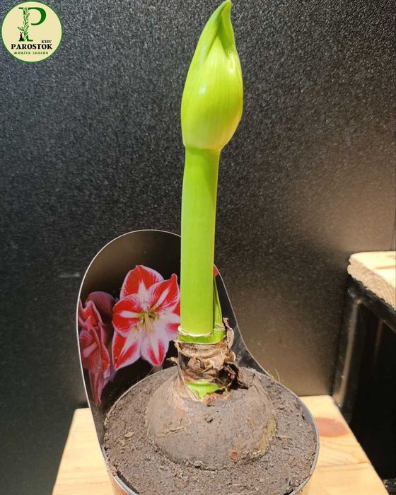 Гіпеаструм Спартакус. Амариліс (Hippeastrum Spartacus. Amaryllis).