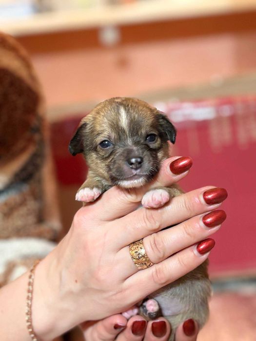 Продам хлопчика в добрі та хороші руки