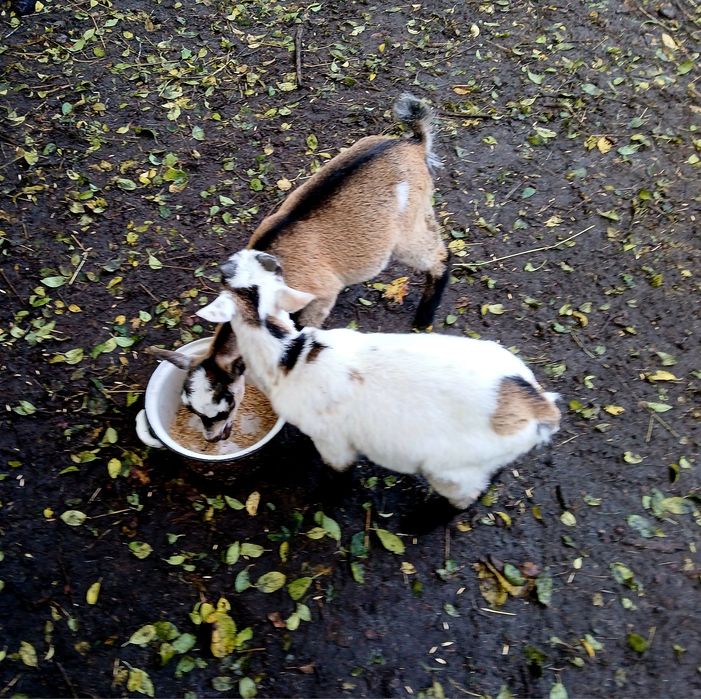 Козлята камерунские 31.07.25