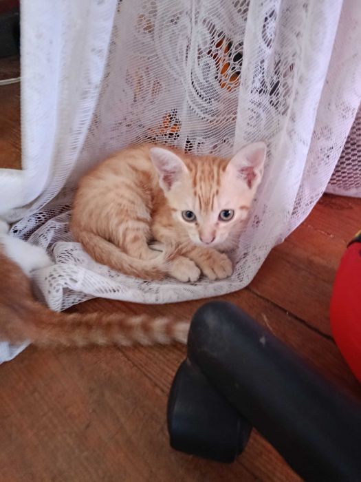Animais de estimação