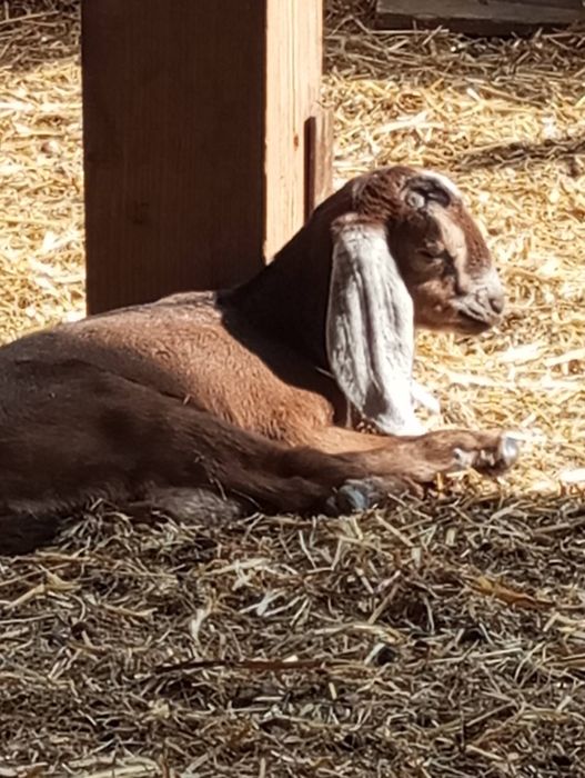 Продам цапа, козу  Нубійця 100%, в'язка.
