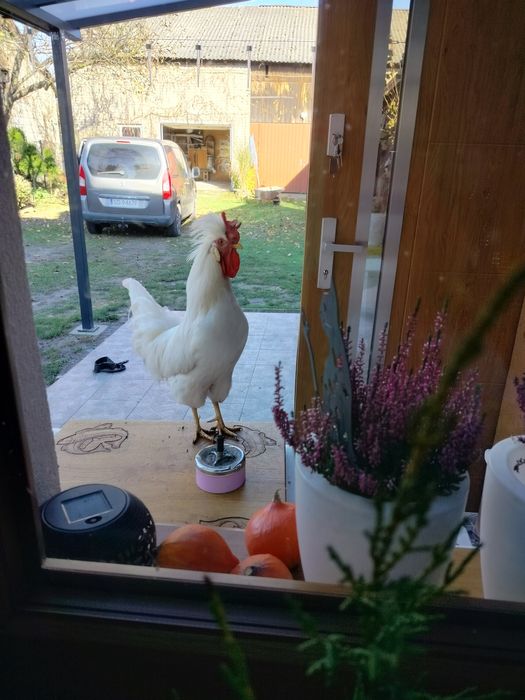 Piękny kogut zmieni kurnik