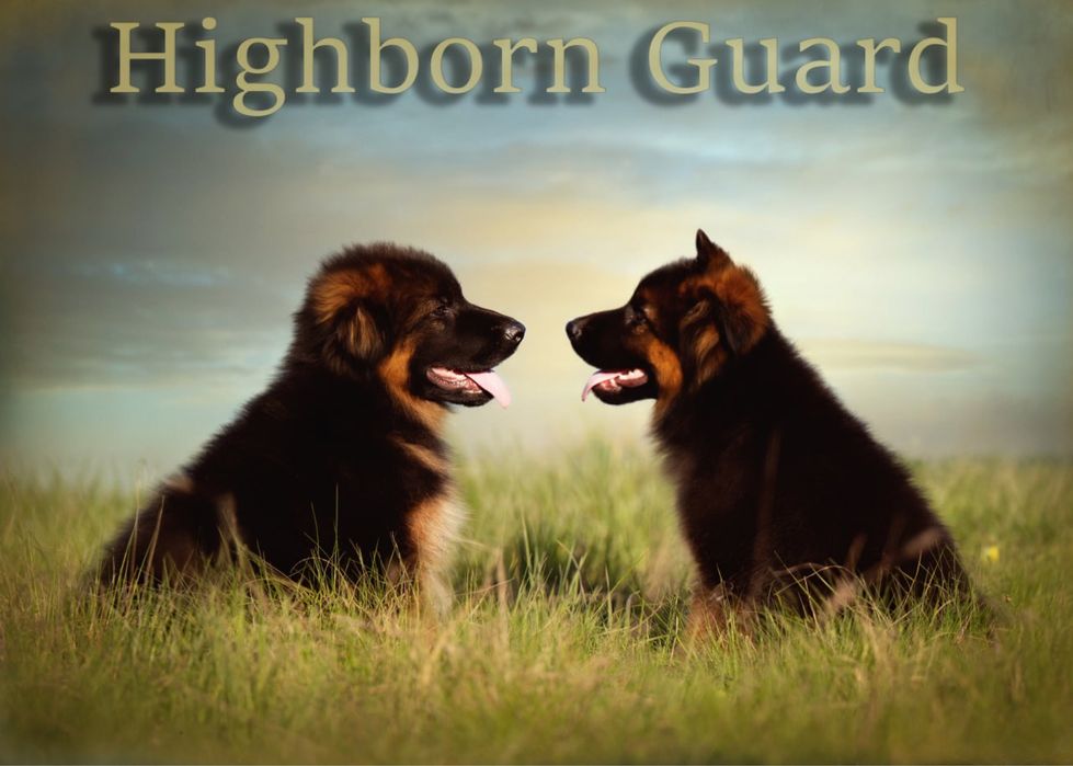 Щенок д/ш овчарки