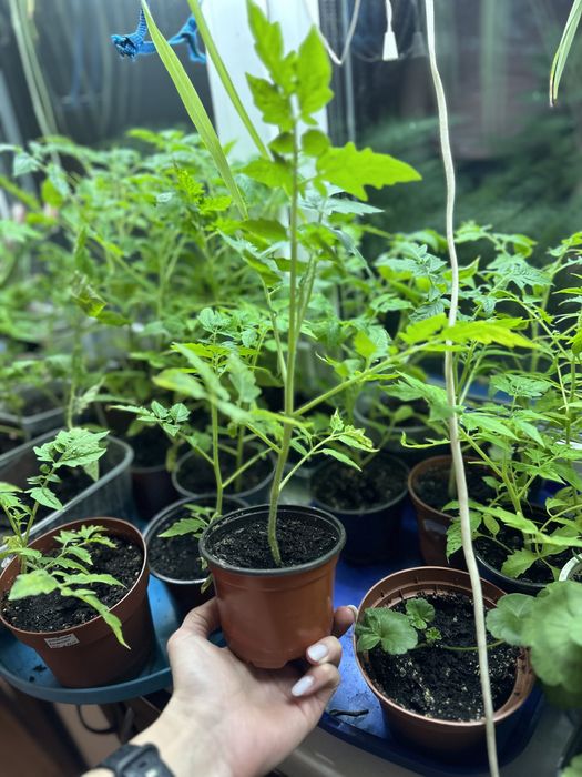 Продам рассаду помидор