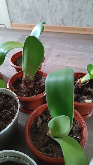 Гемантус белый пушистый