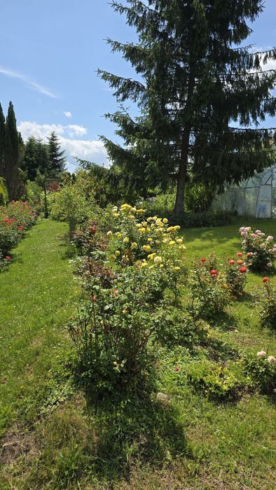 Działka rekreacyjna "ROD" Rajsy Krosno