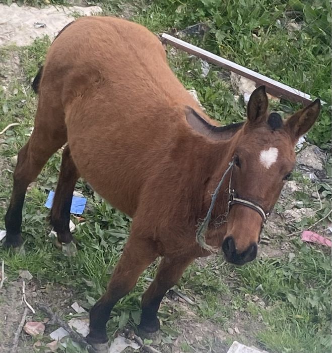 poldra com 12 messes