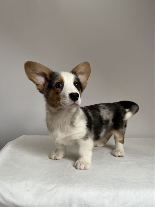 Welsh Corgi Cardigan - piesek Blue Merle