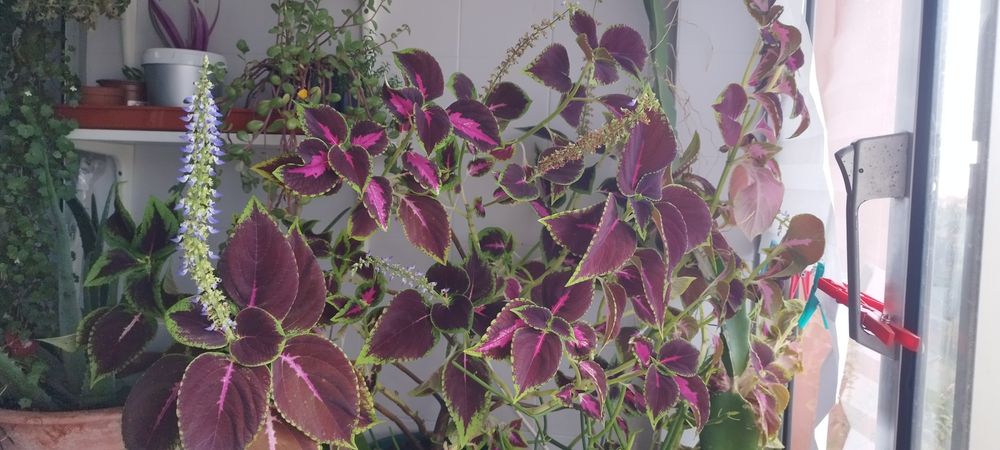 Coleus arvore grande/plantas/flores