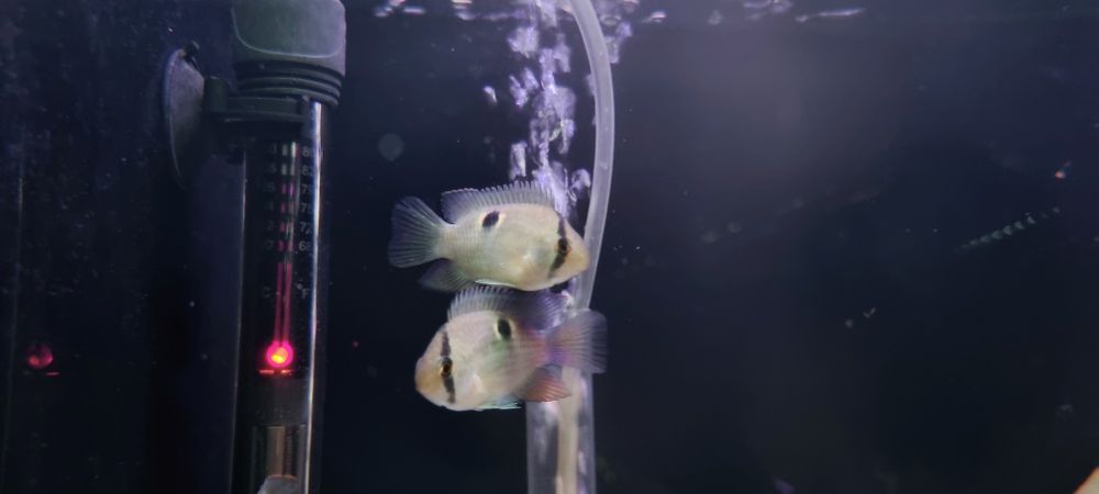 Akara z maroni (wysyłamy)