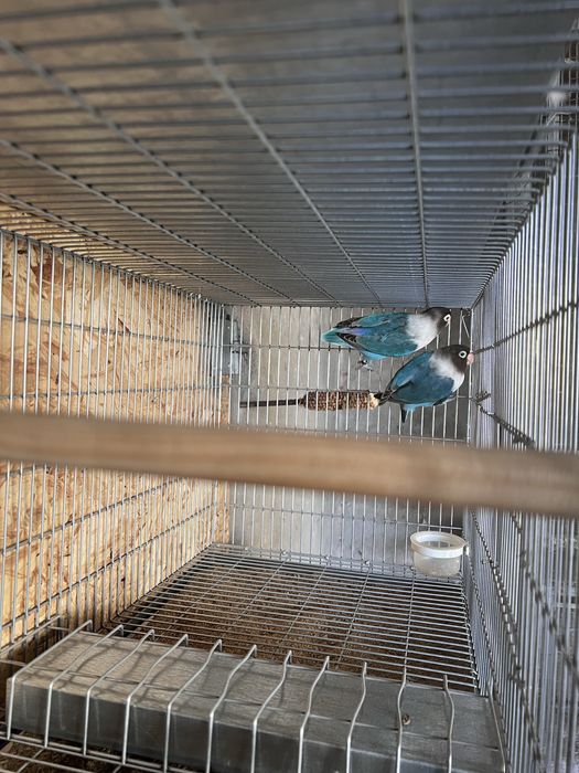 Agapornis ficher e personatus sexados