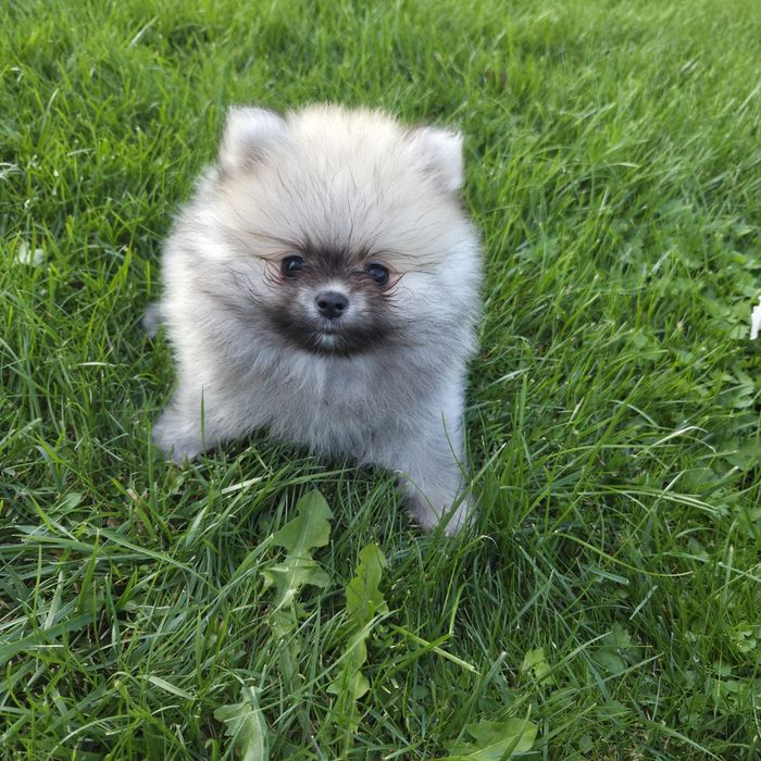 Szpic miniaturowy pomeranian fci zkwp