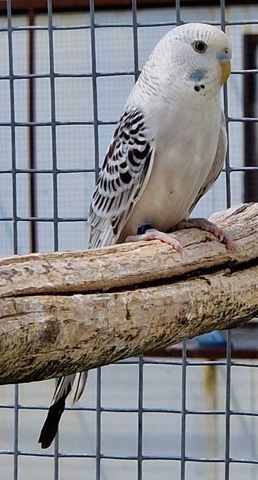 Papużka falista blackface młoda do oswojenia można nauczyć mówić
