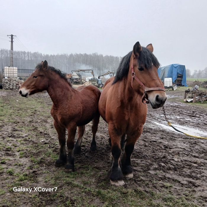 Sprzedam w komplecie klacz że źrebakiem