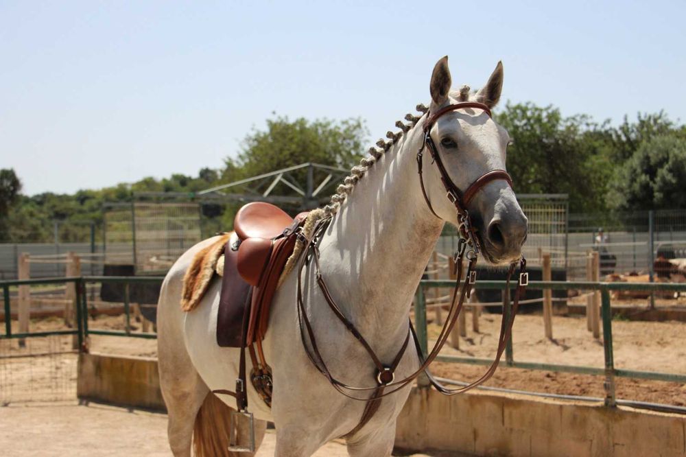 Égua lusitana com muito potencial- 5 anos