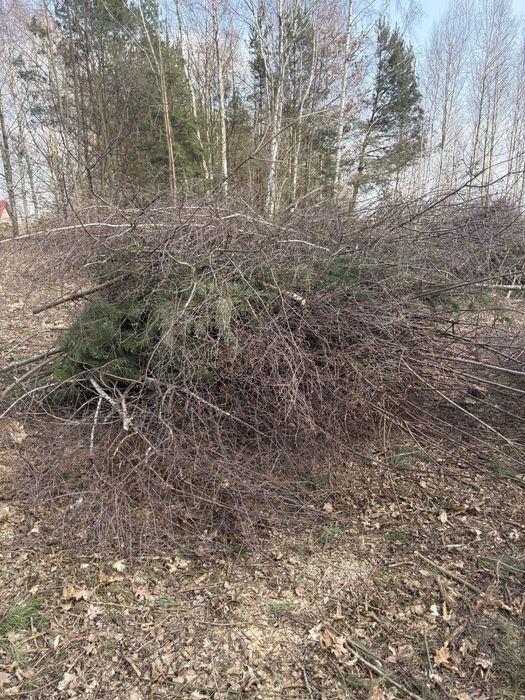 Gałęzie do oddania