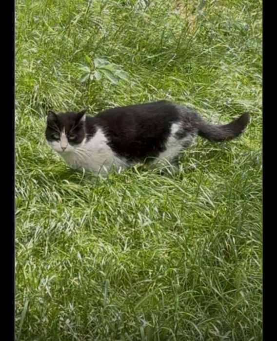 Кицюня шукає найкращу родину