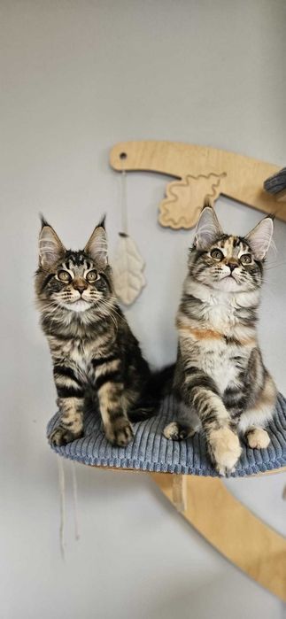 Kotka Maine Coon- KARMEN
