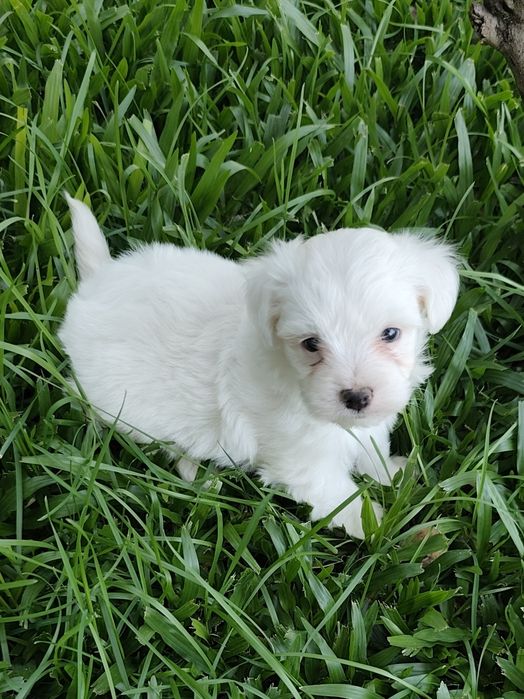 Fêmea Bichon Maltês