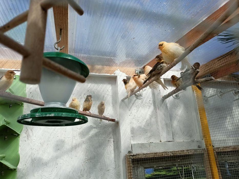 Kanarki samce rok 2026