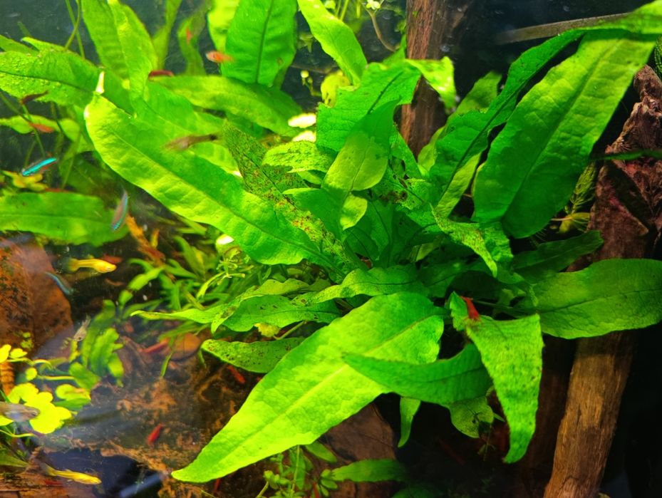 Microsorium oskrzydlone