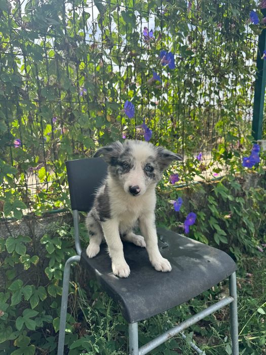 Menina Border Collie Merle Linda