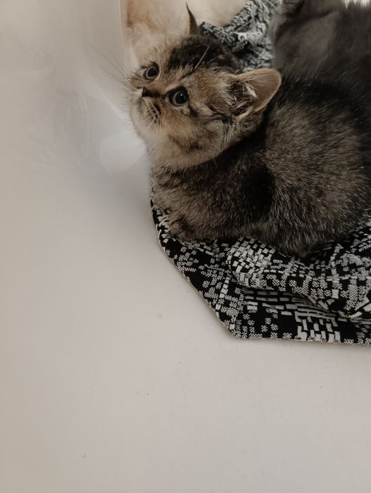 шотландські кошенята