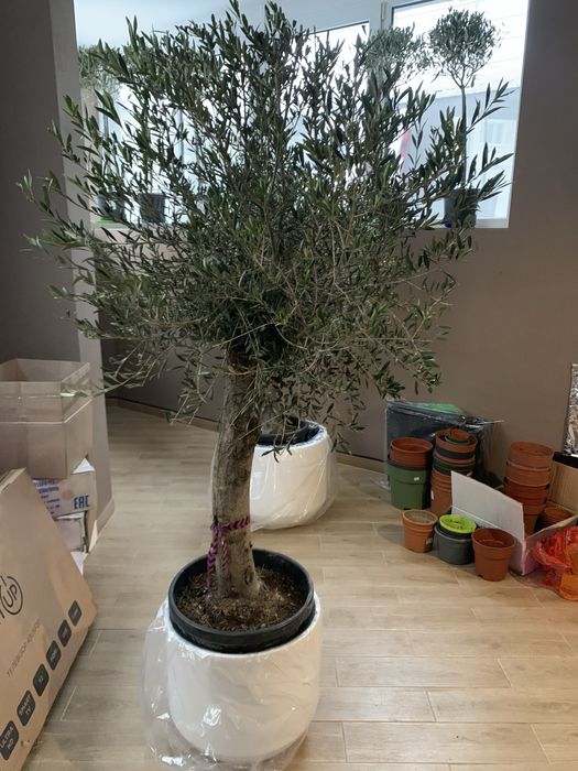 Оливкове дерево   Бонсай 1,70