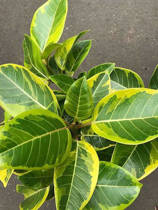 Фікус Альтіссіма Бенгальський Тигр