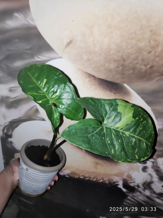 Syngonium Panda - planta de interior