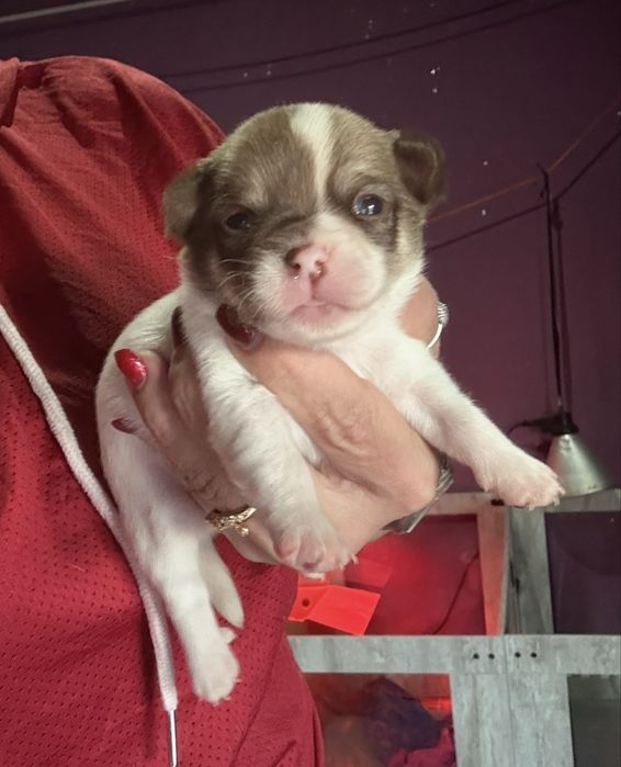 Menina  Chihuahua  lindissima “ de bolsa.