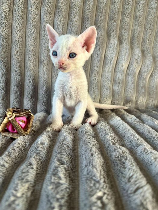 Котик Девон рекс/Devon Rex