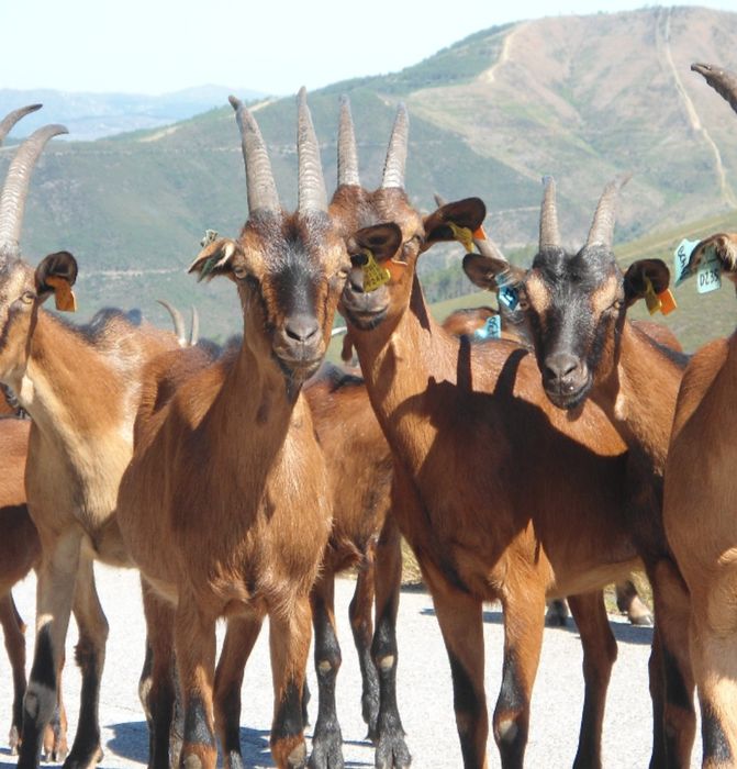 Cabras Pura Raça Bravia (cabritas)