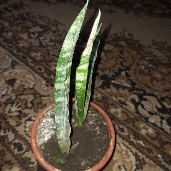 Продам комнатный цветок