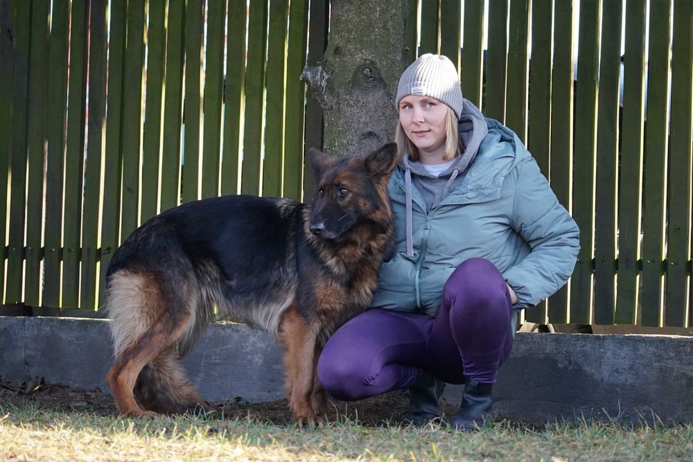 Stopka - śliczna sunia w typie owczarek niemiecki