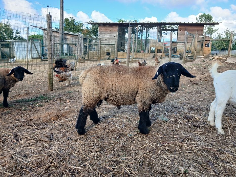 Vendo Borrego Suffolk