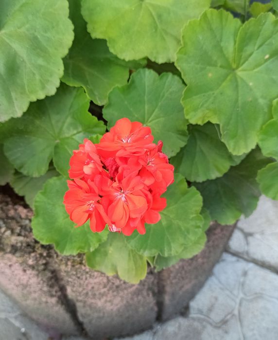 Пеларгония королевская Royal Night Scarlet