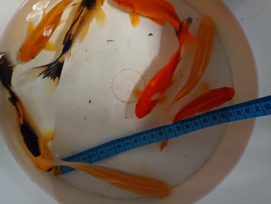 Amur jesiotr Węgorz karp koi karaś