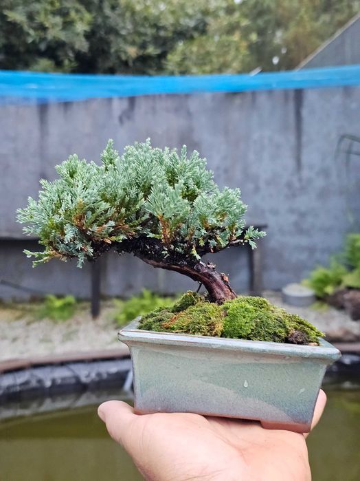 Bonsai juniperus blue