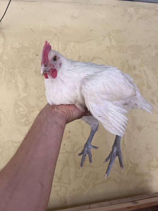 Frango la bresse