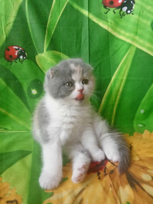 Чистокровные шотландские котята Скоттиш Фолд