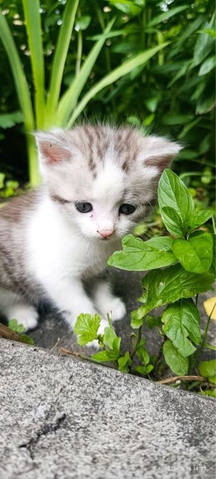 Віддаємо двох котиків в добрі руки