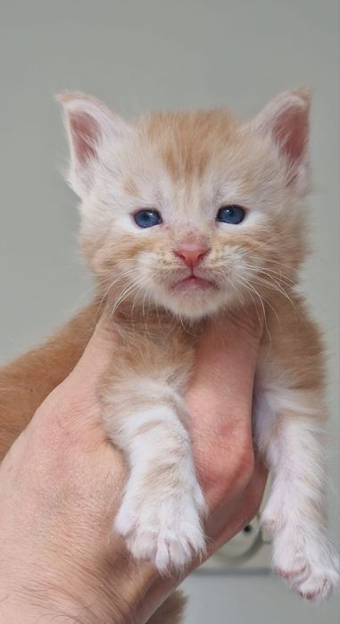 Maine coon piękny kocurek rudy srebrzysty