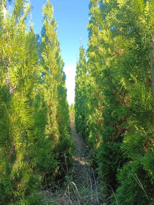 Туї смарагд до 1000 шт