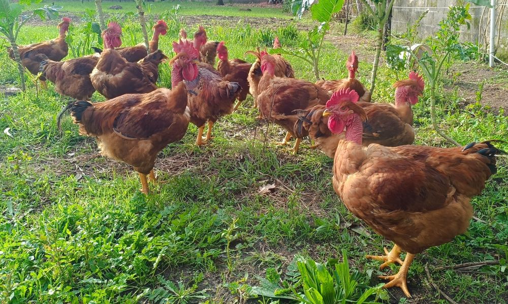 Galos criados  no campo